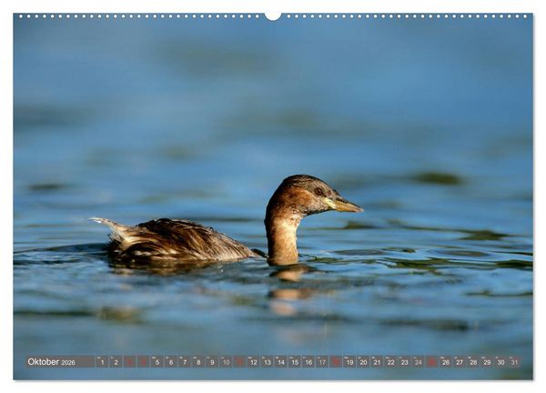 Produktbild: INNE BOTANIK - V&ouml;gel im Ruhrpott (hochwertiger Premium Wandkalender 2026 DIN A2 quer), Kunstdruck in Hochglanz