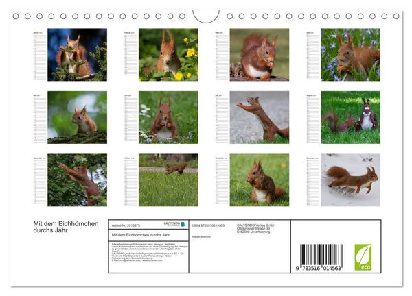 Produktbild: Mit dem Eichh&ouml;rnchen durchs Jahr (Wandkalender 2026 DIN A4 quer), CALVENDO Monatskalender