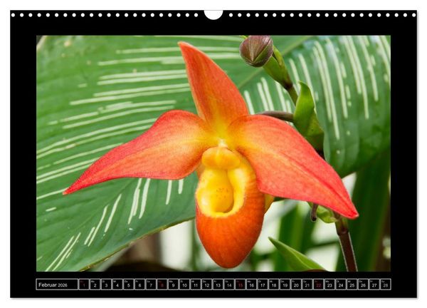 Produktbild: Frauenschuhe - die sch&ouml;nsten Orchideen der Welt (Wandkalender 2026 DIN A3 quer), CALVENDO Monatskalender