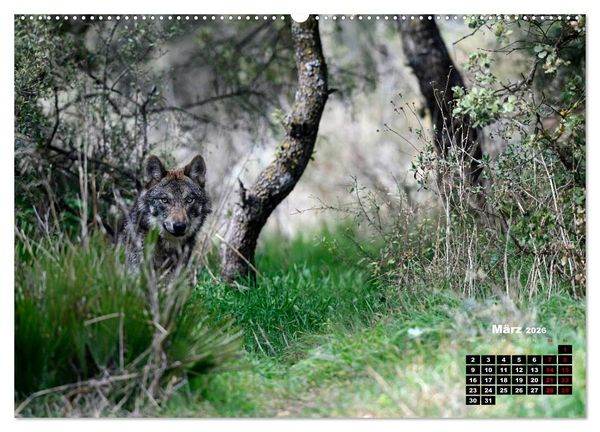 Produktbild: Willkommen Wolf (hochwertiger Premium Wandkalender 2026 DIN A2 quer), Kunstdruck in Hochglanz