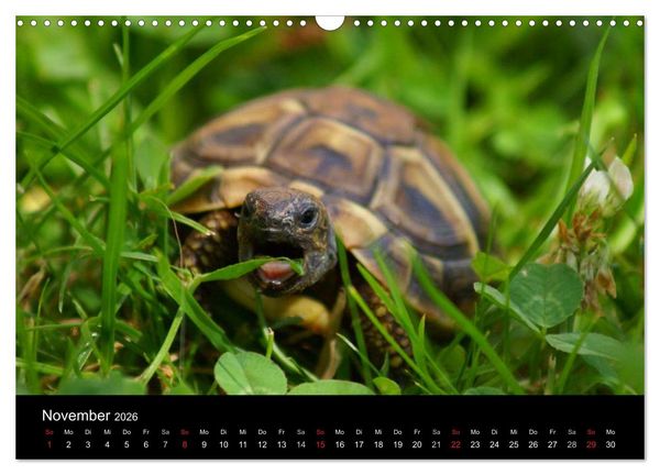Produktbild: Das Leben der Schildkr&ouml;ten (Wandkalender 2026 DIN A3 quer), CALVENDO Monatskalender