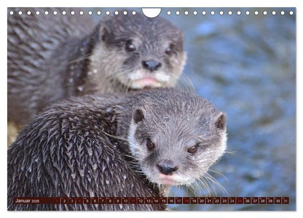 Produktbild: Otter. Frech, laut und clever (Wandkalender 2026 DIN A4 quer), CALVENDO Monatskalender