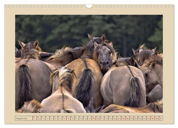 Produktbild: D&uuml;lmener Wildpferde im M&uuml;nsterland (Wandkalender 2026 DIN A3 quer), CALVENDO Monatskalender