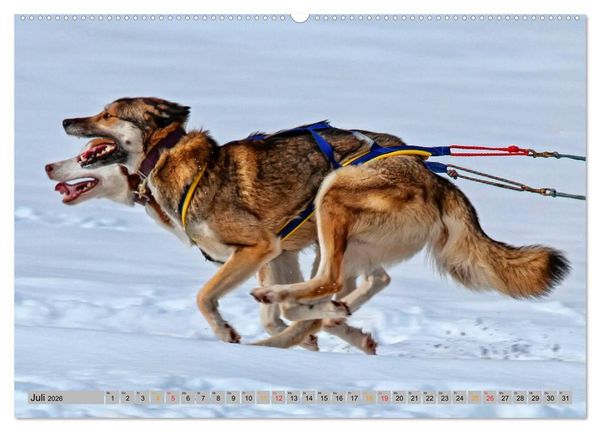 Produktbild: Huskies - Schlittenhunde (Wandkalender 2026 DIN A2 quer), CALVENDO Monatskalender