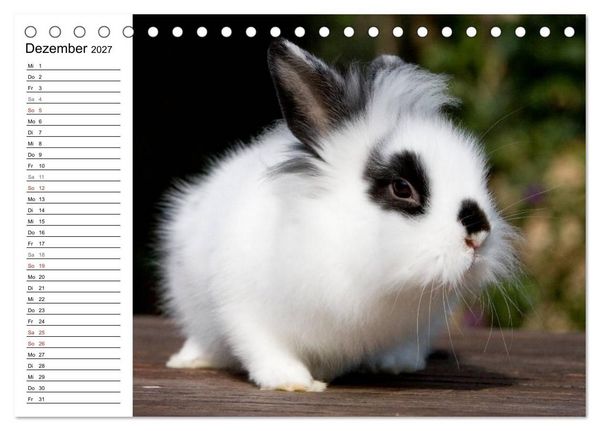 Produktbild: Kaninchen - knuddelige Hausgenossen (Tischkalender 2027 DIN A5 quer), CALVENDO Monatskalender