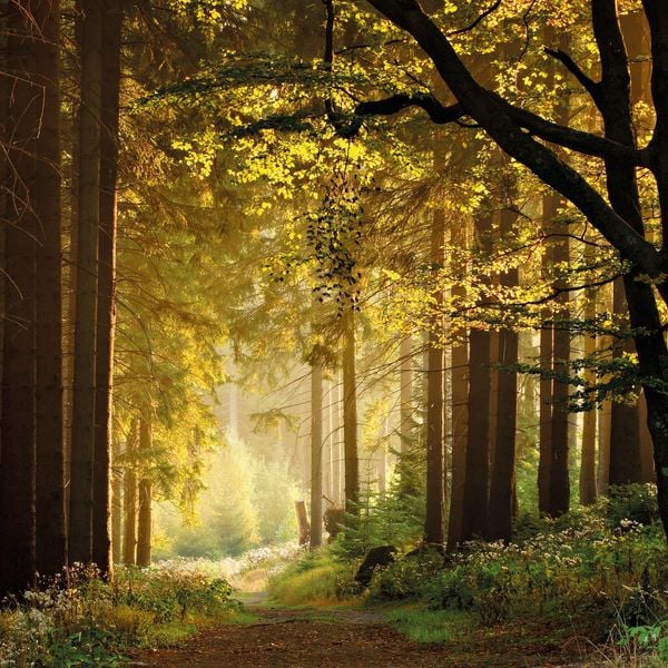 Produktbild: Unser Wald / Forest Nature 2027