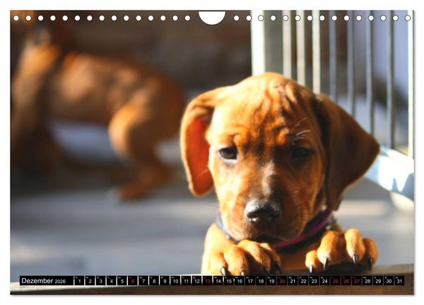 Produktbild: Rhodesian Ridgeback - Schnappsch&uuml;sse - (Wandkalender 2026 DIN A4 quer), CALVENDO Monatskalender