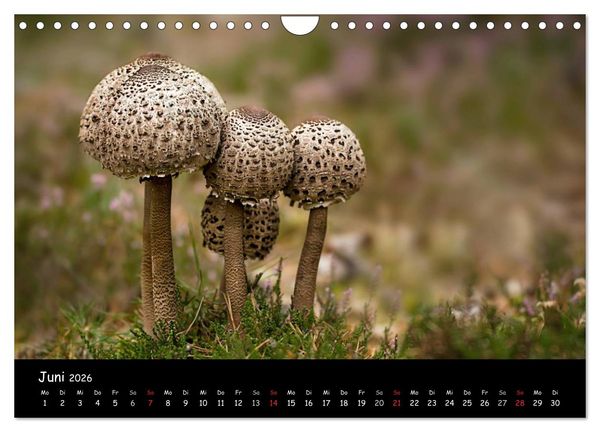 Produktbild: Pilzgalerie (Wandkalender 2026 DIN A4 quer), CALVENDO Monatskalender