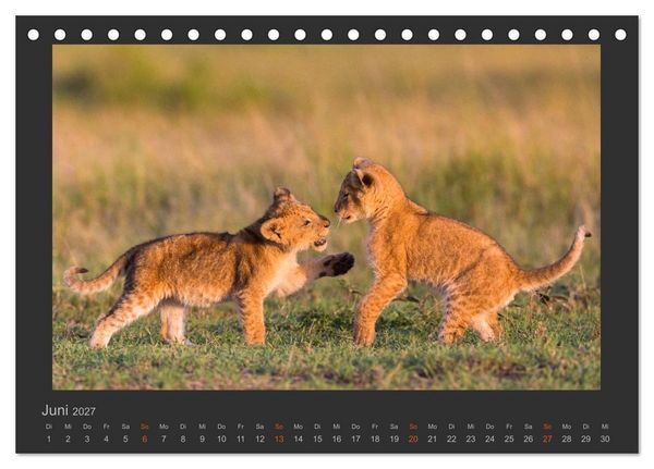 Produktbild: L&ouml;wen Wildlife-Fotografien (Tischkalender 2027 DIN A5 quer), CALVENDO Monatskalender