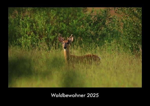 Produktbild: Waldbewohner 2025 Fotokalender DIN A3