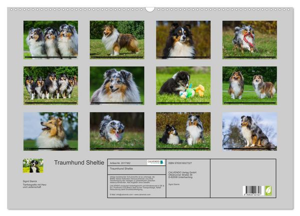 Produktbild: Traumhund Sheltie (Wandkalender 2026 DIN A2 quer), CALVENDO Monatskalender