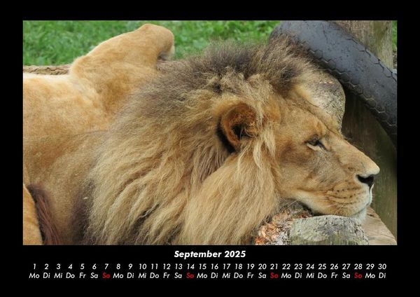Produktbild: Tiere in der Wildnis 2025 Fotokalender DIN A3