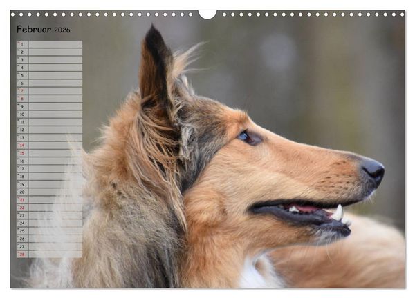 Produktbild: Highland Hawk Fame - Ein Collie begleitet durch das Jahr (Wandkalender 2026 DIN A3 quer), CALVENDO Monatskalender