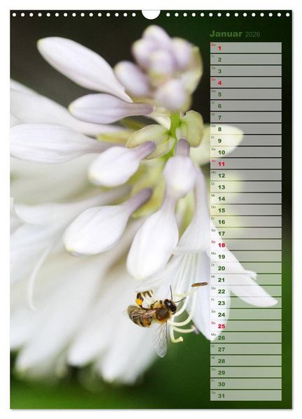 Produktbild: Hostas Herzblattlilien Funkien (Wandkalender 2026 DIN A3 hoch), CALVENDO Monatskalender