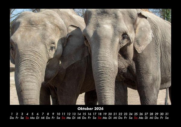 Produktbild: Elefanten - Die sanften Riesen Afrikas 2026 Fotokalender DIN A3