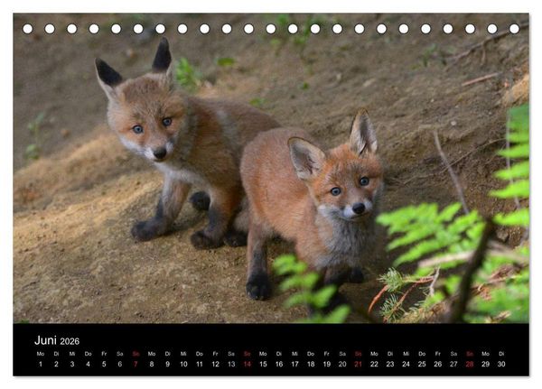 Produktbild: Ein Blick in Reinekes Kinderstube (Tischkalender 2026 DIN A5 quer), CALVENDO Monatskalender