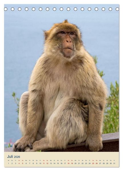 Produktbild: Gibraltar - Die Heimat der Berberaffen auf dem Rock (Tischkalender 2026 DIN A5 hoch), CALVENDO Monatskalender