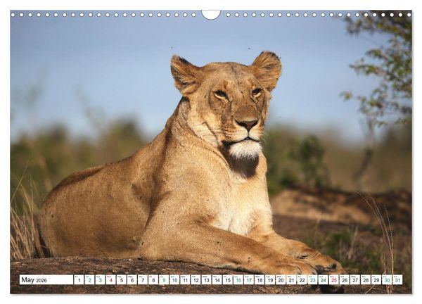 Produktbild: Simba Masai Mara Kenya Africa (Wall Calendar 2026 DIN A3 landscape), CALVENDO 12 Month Wall Calendar