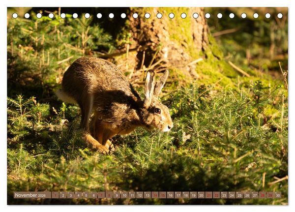 Produktbild: Feldhasen unterwegs in Wald und Flur (Tischkalender 2026 DIN A5 quer), CALVENDO Monatskalender