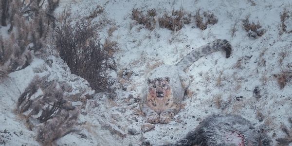 Produktbild: Der Schneeleopard