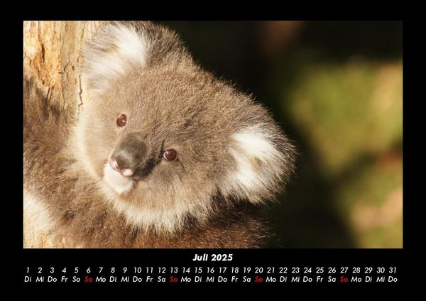 Produktbild: Koala 2025 Fotokalender DIN A3