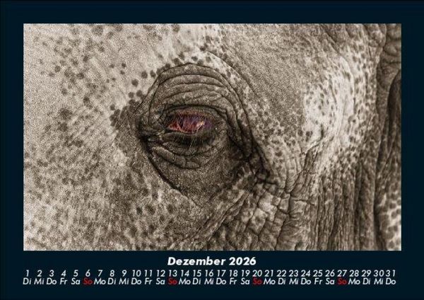 Produktbild: Elefanten - Die sanften Riesen Afrikas 2026 Fotokalender DIN A5