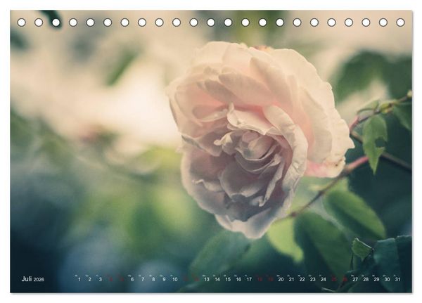 Produktbild: Die Welt der Alten Rosen (Tischkalender 2026 DIN A5 quer), CALVENDO Monatskalender