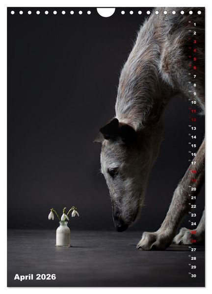 Produktbild: dogmuse deluxe (Wandkalender 2026 DIN A4 hoch), CALVENDO Monatskalender