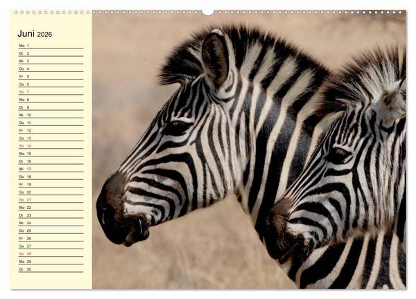 Produktbild: Afrika. Tiere in freier Wildbahn (Wandkalender 2026 DIN A2 quer), CALVENDO Monatskalender