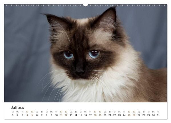 Produktbild: Ragdolls (hochwertiger Premium Wandkalender 2026 DIN A2 quer), Kunstdruck in Hochglanz