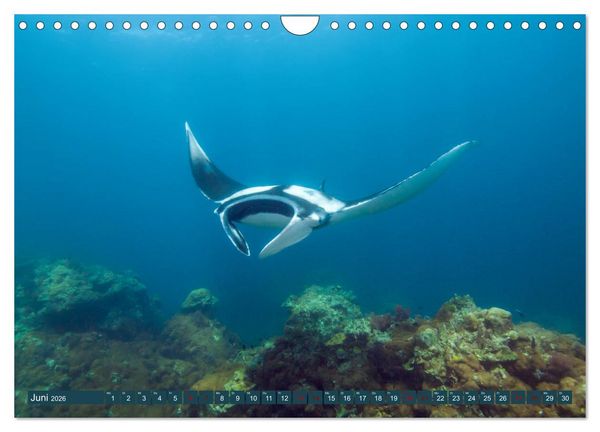 Produktbild: Tauchen, Fische und Meer (Wandkalender 2026 DIN A4 quer), CALVENDO Monatskalender