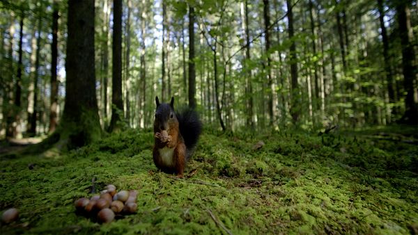 Produktbild: Terra X - Unsere W&auml;lder