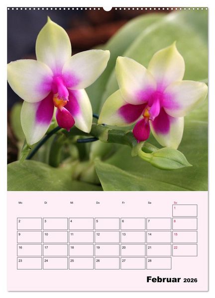 Produktbild: Orchideenliebe (Wandkalender 2026 DIN A2 hoch), CALVENDO Monatskalender
