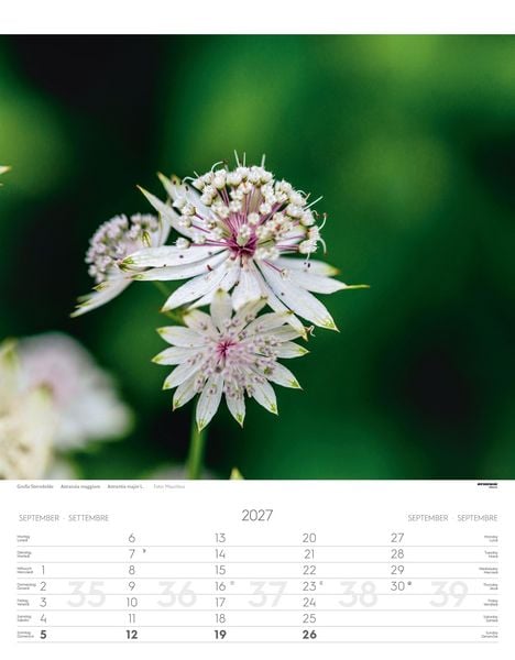 Produktbild: Alpenblumen Kalender 2027