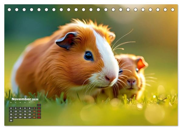 Produktbild: S&uuml;&szlig;e Meerschweinchen (Tischkalender 2026 DIN A5 quer), CALVENDO Monatskalender