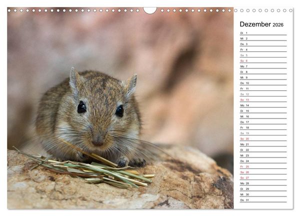 Produktbild: Mausebande (Wandkalender 2026 DIN A3 quer), CALVENDO Monatskalender