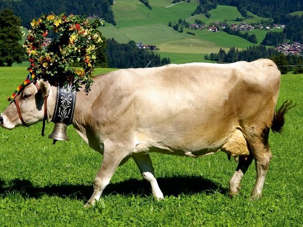 Produktbild: CALVENDO Puzzle Kuh mit Krone | 1000 Teile Lege-Gr&ouml;&szlig;e 64x48cm Foto-Puzzle f&uuml;r gl&uuml;ckliche Stunden