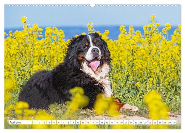 Produktbild: Berner Sennenhund - Ein Traum auf vier Pfoten (Wandkalender 2026 DIN A2 quer), CALVENDO Monatskalender