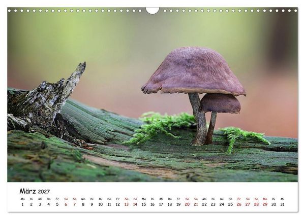 Produktbild: Pilzgalerie - Die bunte Welt der Baumpilze (Wandkalender 2027 DIN A3 quer), CALVENDO Monatskalender