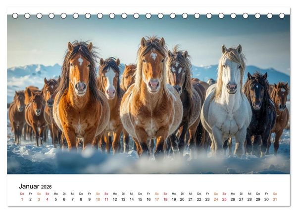 Produktbild: Islandpferde - Freiheit im Blick (Tischkalender 2026 DIN A5 quer), CALVENDO Monatskalender