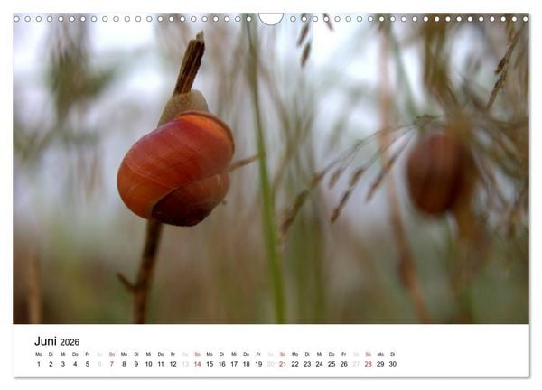 Produktbild: Zarte Natur 2026 (Wandkalender 2026 DIN A3 quer), CALVENDO Monatskalender