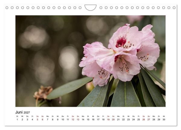 Produktbild: Rosa Bl&uuml;tentraum (Wandkalender 2027 DIN A4 quer), CALVENDO Monatskalender