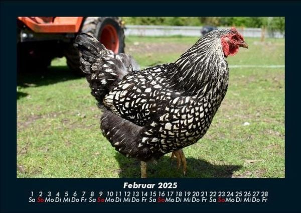 Produktbild: Tiere auf dem Bauernhof 2025 Fotokalender DIN A5
