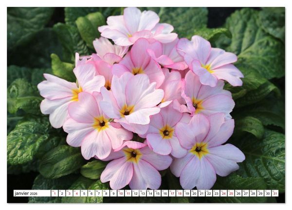 Produktbild: Au royaume des fleurs (Calendrier mural 2026 DIN A3 vertical), CALVENDO calendrier mensuel