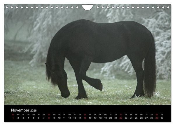 Produktbild: Friesen - Sch&ouml;nheit, Kraft und Eleganz (Wandkalender 2026 DIN A4 quer), CALVENDO Monatskalender