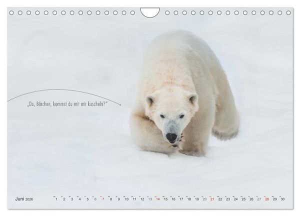 Produktbild: Emotionale Momente: Eisb&auml;ren - ganz menschlich gesehen. (Wandkalender 2026 DIN A4 quer), CALVENDO Monatskalender