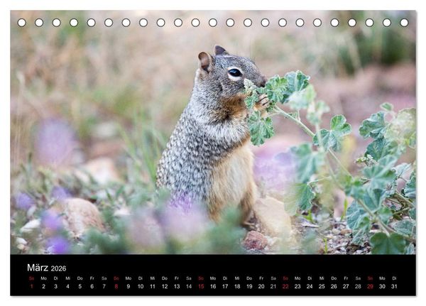 Produktbild: Faszination Grand Canyon / CH-Version (Tischkalender 2026 DIN A5 quer), CALVENDO Monatskalender