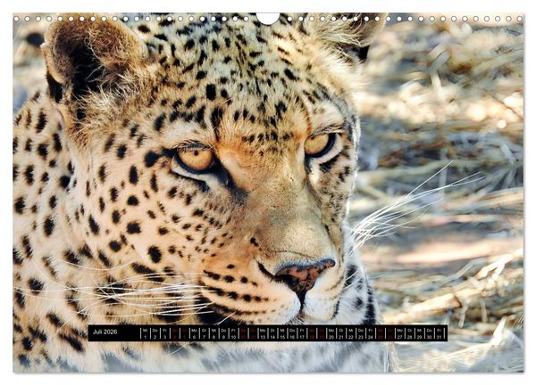 Produktbild: Afrika - Vielfalt in Flora und Fauna (Wandkalender 2026 DIN A3 quer), CALVENDO Monatskalender