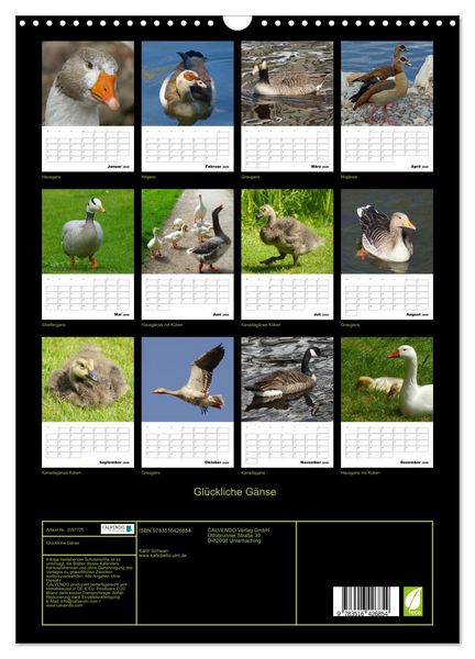 Produktbild: Gl&uuml;ckliche G&auml;nse (Wandkalender 2026 DIN A3 hoch), CALVENDO Monatskalender
