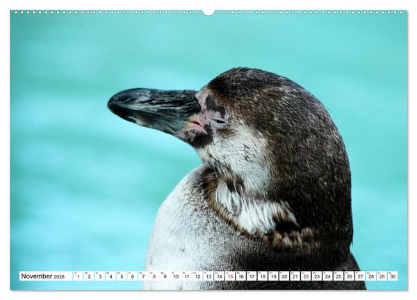 Produktbild: Tierische Fracktr&auml;ger (Wandkalender 2026 DIN A2 quer), CALVENDO Monatskalender